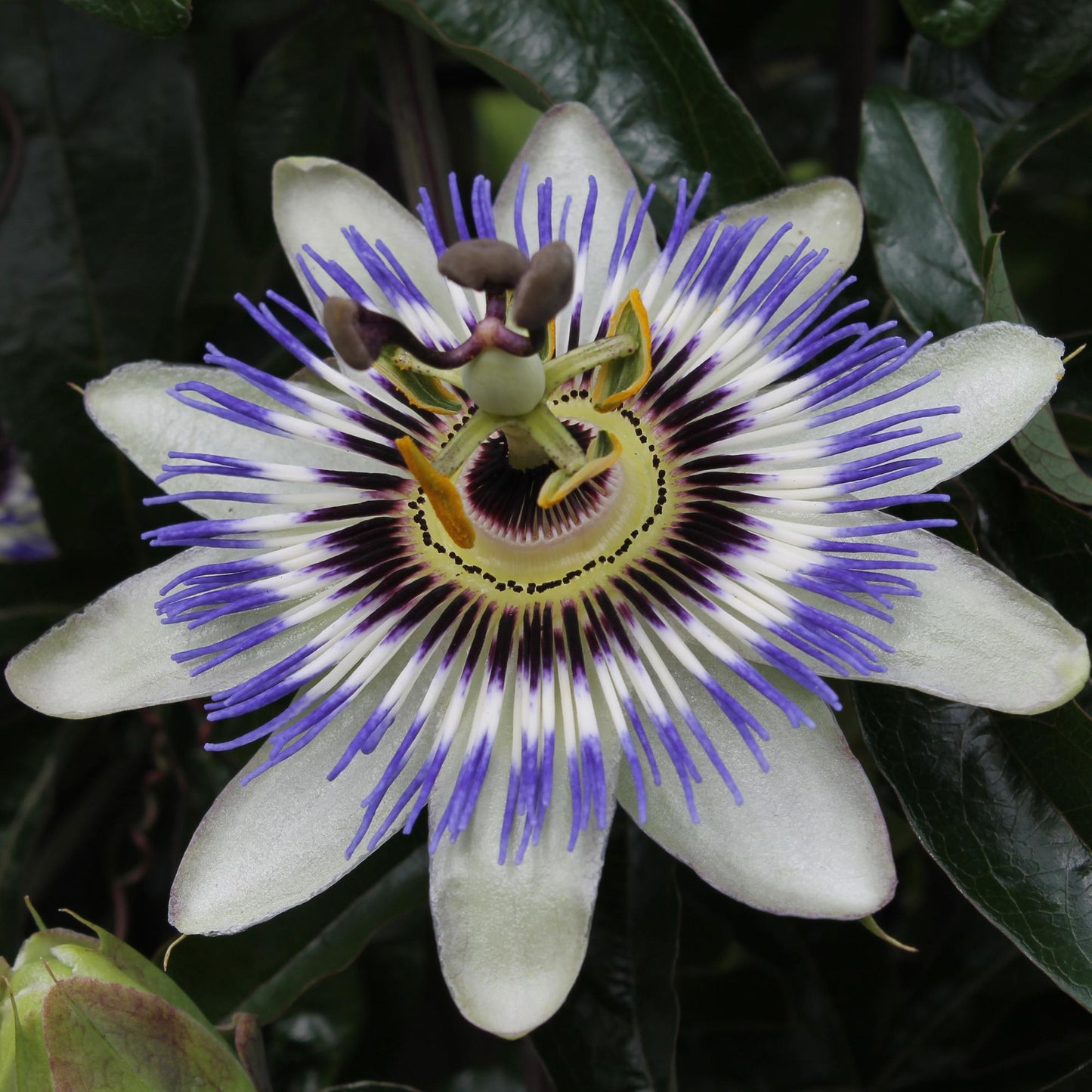 Passiflora Blaue Caerulea – Ø15cm – ↕65cm