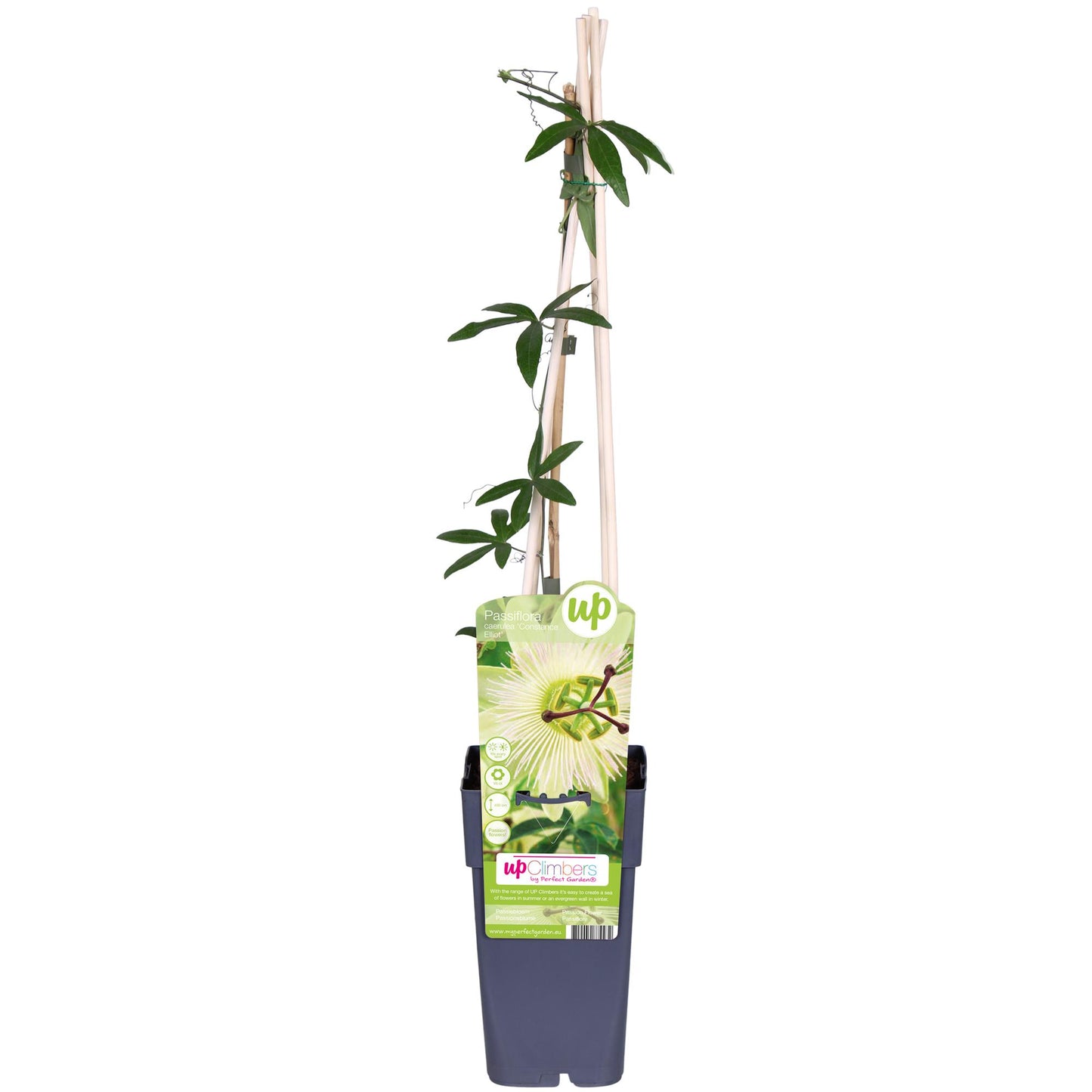 Passiflora weiße Caerulea 'Constance Elliot' - Ø15cm - ↕65cm