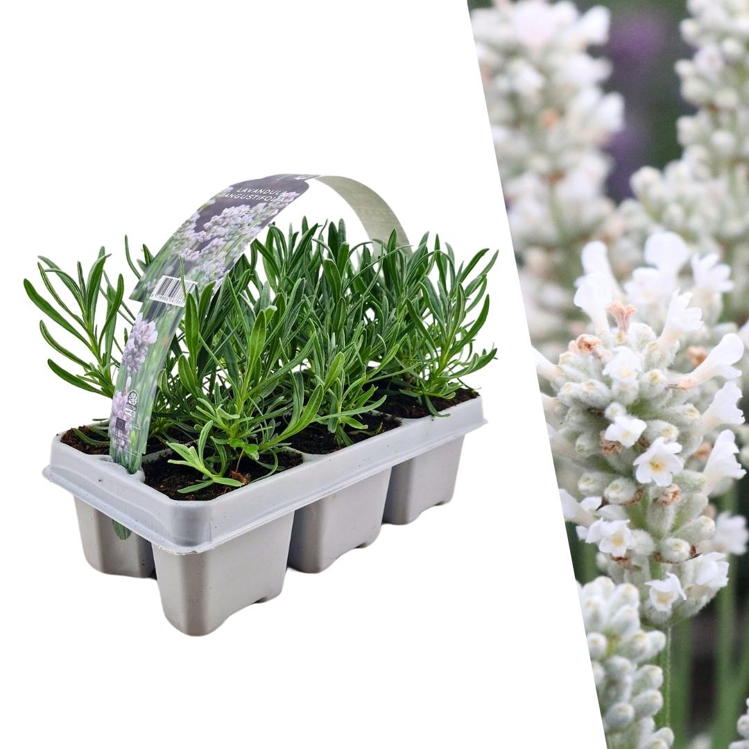 6er-Pack Lavendel angustifolia weiß - 6 x Ø7 cm - ↕15 cm