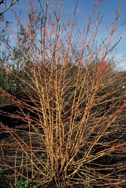 12x Cornus sang. 'Midwinter Fire' - ↕10-25cm - Ø9cm