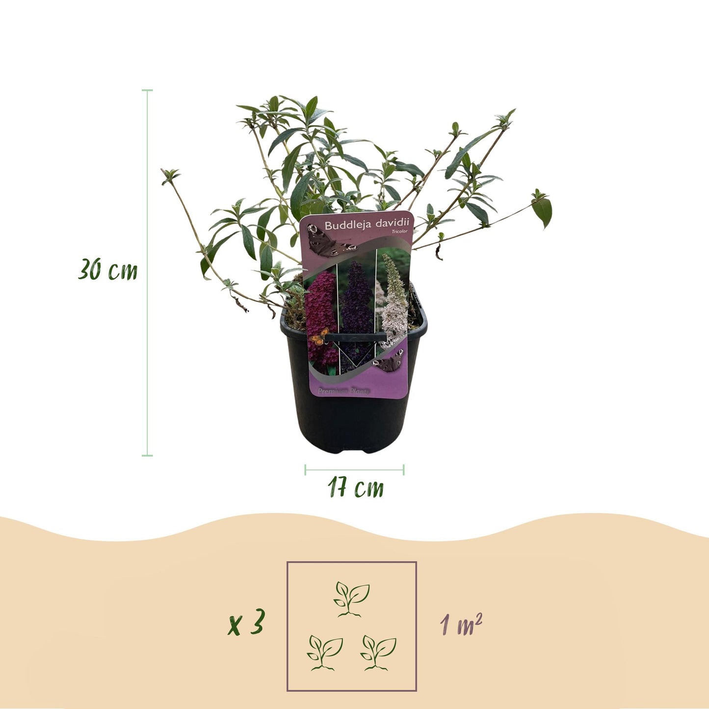 Green boutiQ – Schmetterlingsstrauch – Buddleja davidii Tricolour – Blüte rosa, weiß und violett – 1 Pflanze – Laubabwerfend – Zieht Schmetterlinge an – Topf 17 cm, Höhe 30 cm