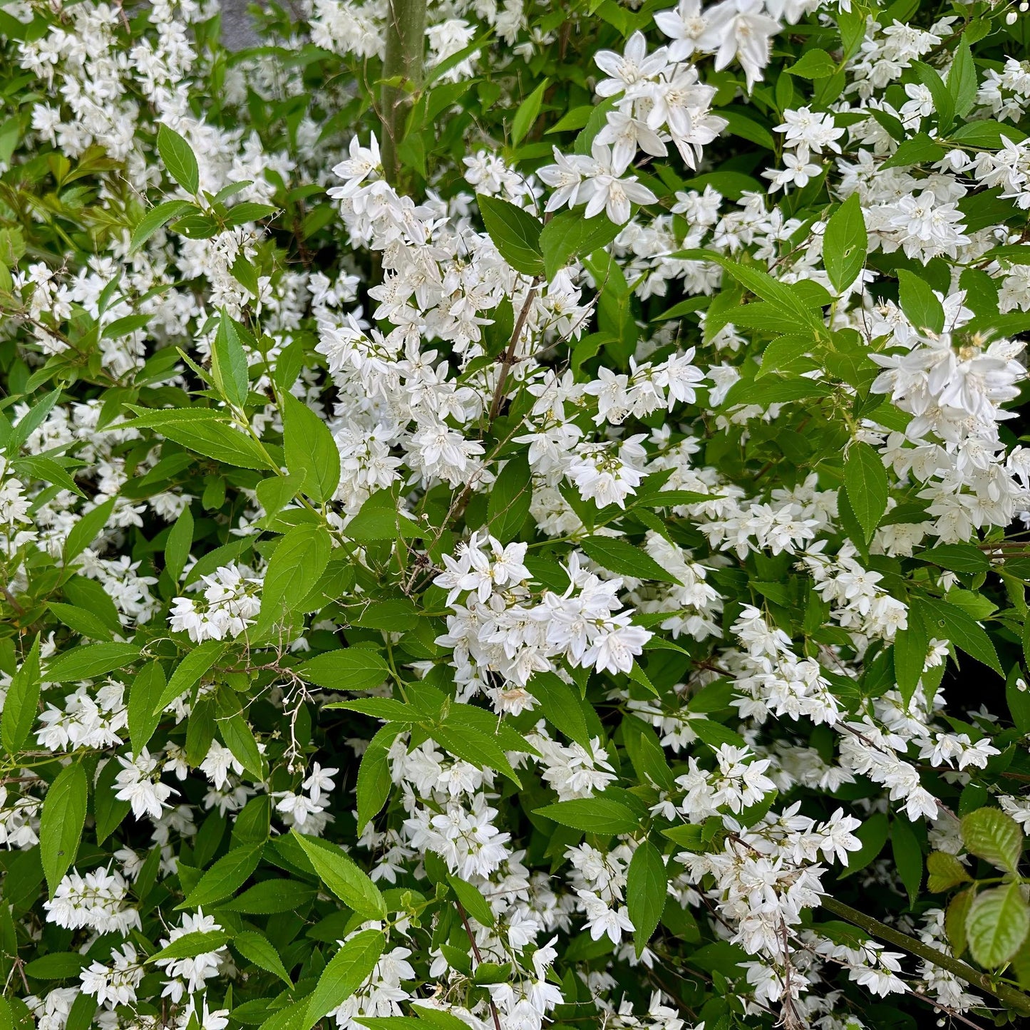 Green boutiQ – Sträucher – Deutzia Gracilis – Blüte weiß – 1 Pflanze – Laubabwerfend – pflegeleicht – Topf 17 cm, Höhe 45 cm
