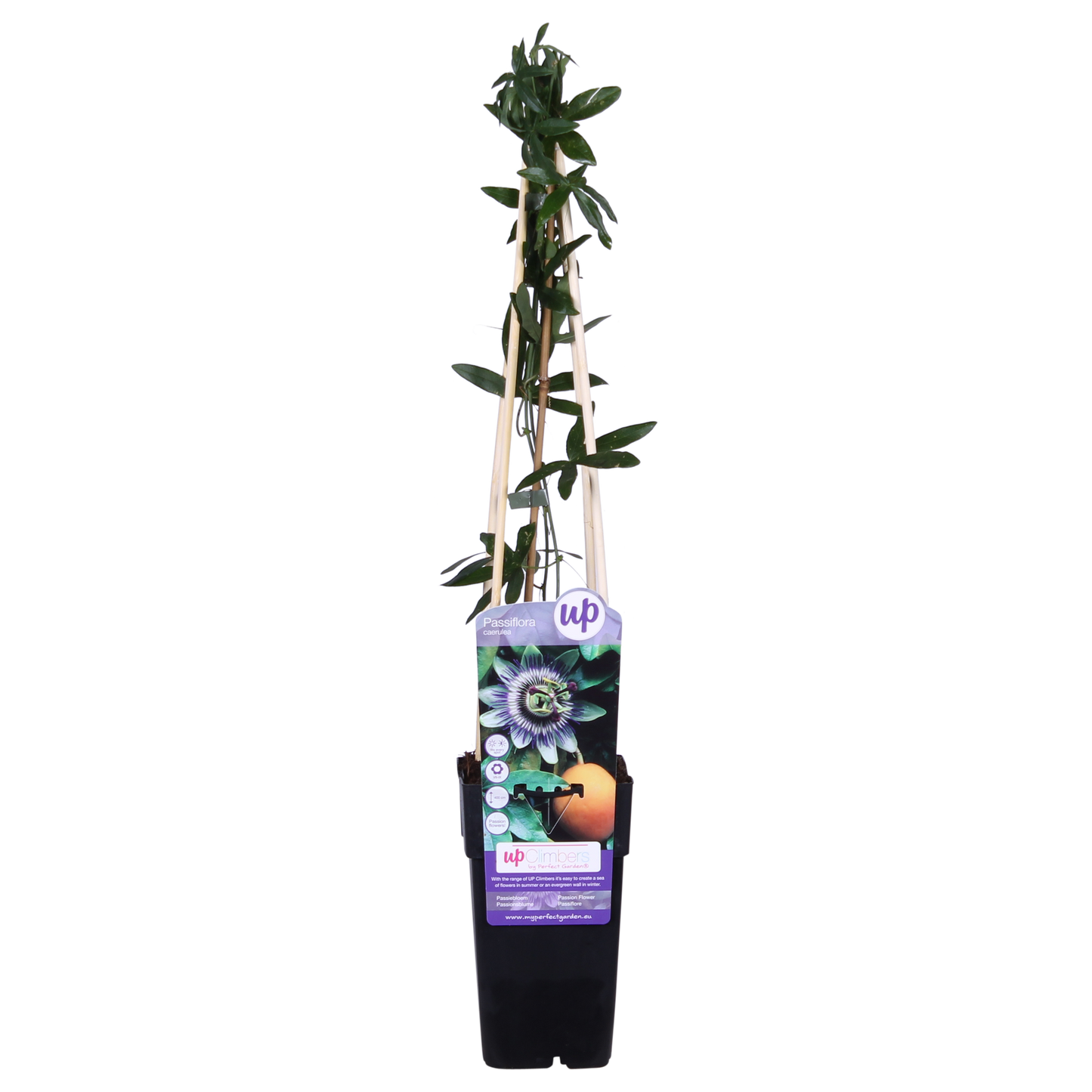 Passiflora Blaue Caerulea – Ø15cm – ↕65cm