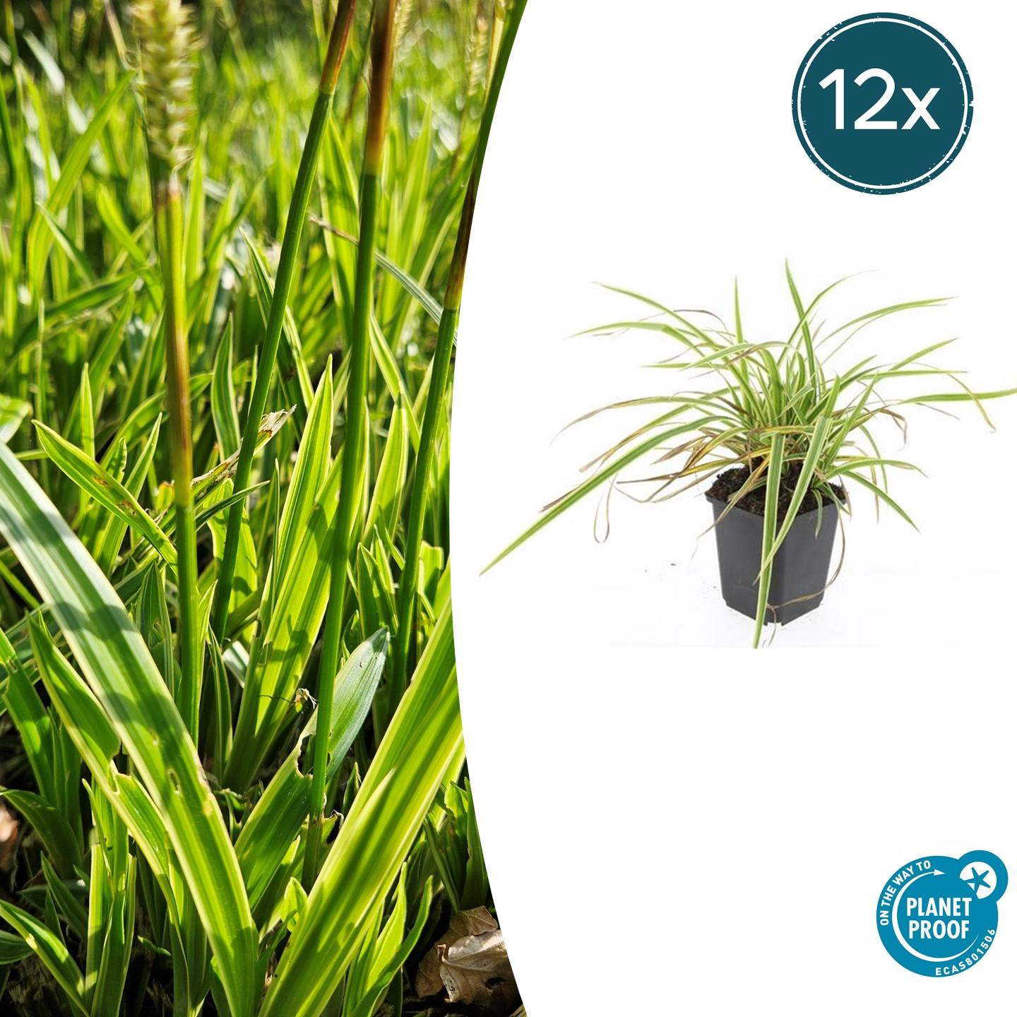 12x Carex morrowii 'Aureovariegata' - ↕10-25cm - Ø9cm