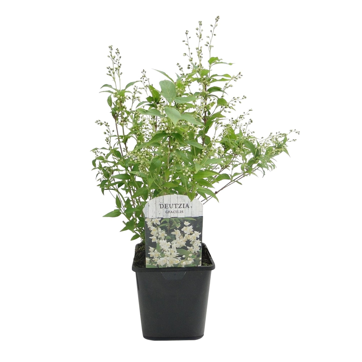 Green boutiQ – Sträucher – Deutzia Gracilis – Blüte weiß – 1 Pflanze – Laubabwerfend – pflegeleicht – Topf 17 cm, Höhe 45 cm