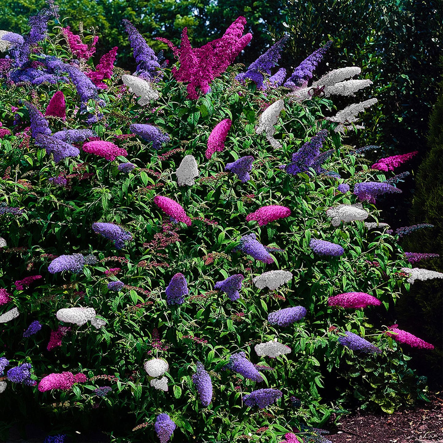 Green boutiQ – Schmetterlingsstrauch – Buddleja davidii Tricolour – Blüte rosa, weiß und violett – 1 Pflanze – Laubabwerfend – Zieht Schmetterlinge an – Topf 17 cm, Höhe 30 cm