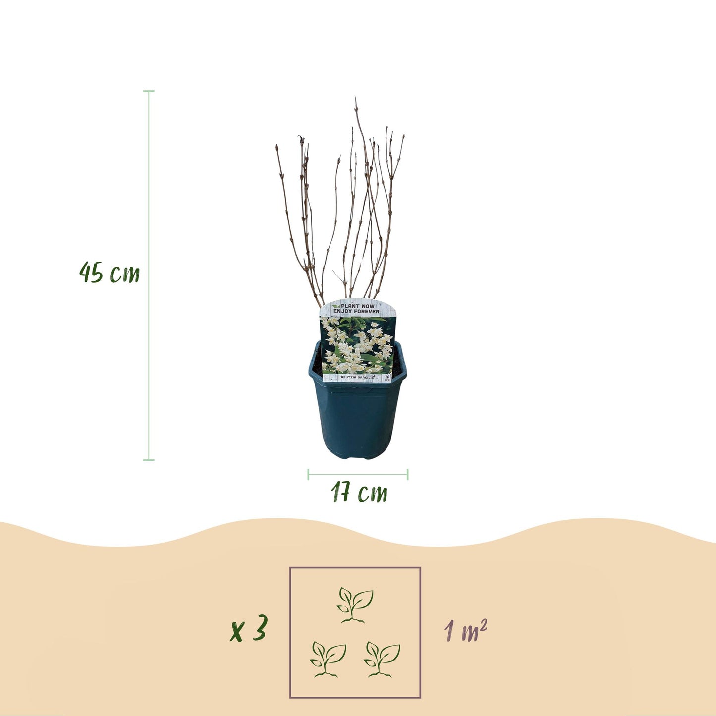 Green boutiQ – Sträucher – Deutzia Gracilis – Blüte weiß – 1 Pflanze – Laubabwerfend – pflegeleicht – Topf 17 cm, Höhe 45 cm
