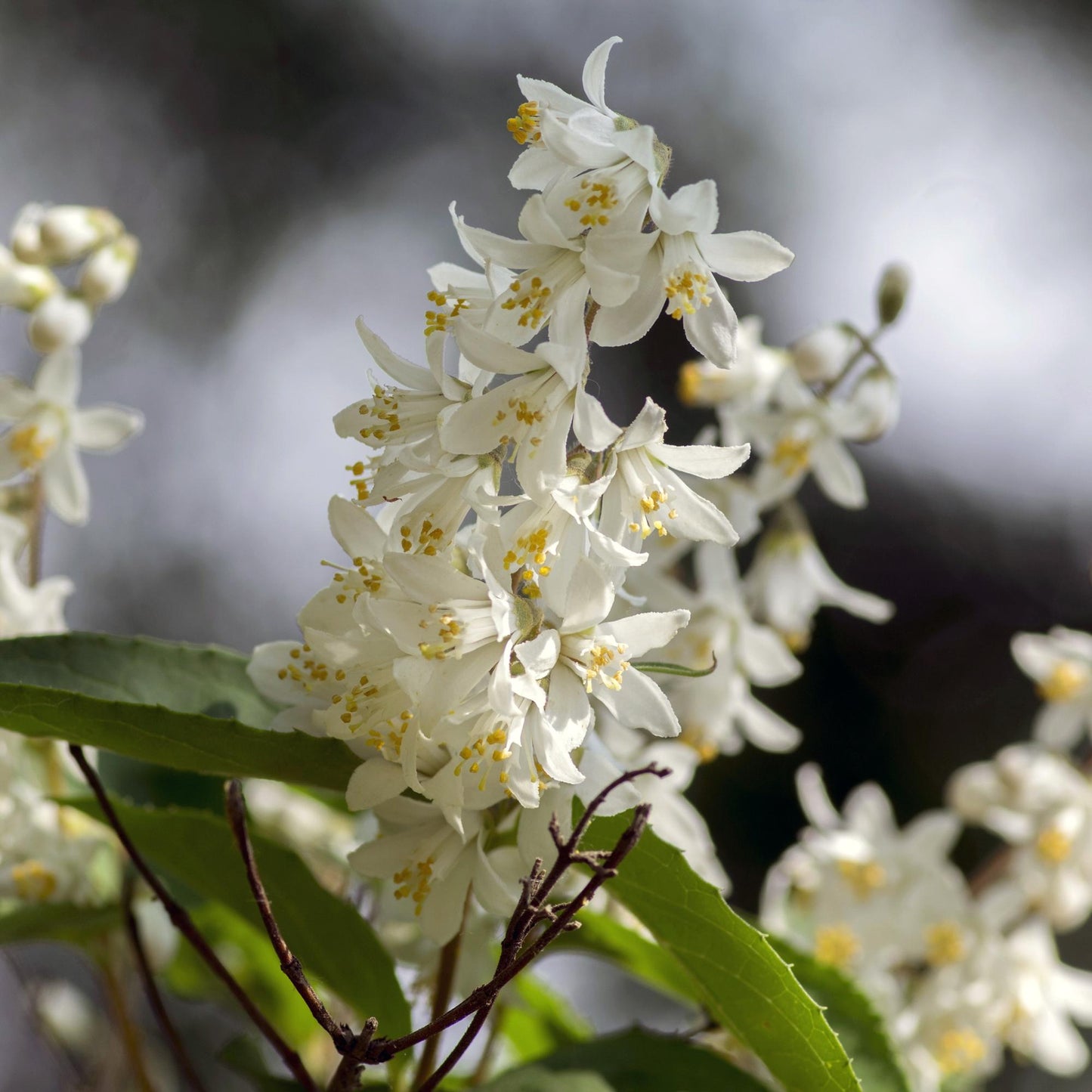Green boutiQ – Sträucher – Deutzia Gracilis – Blüte weiß – 1 Pflanze – Laubabwerfend – pflegeleicht – Topf 17 cm, Höhe 45 cm
