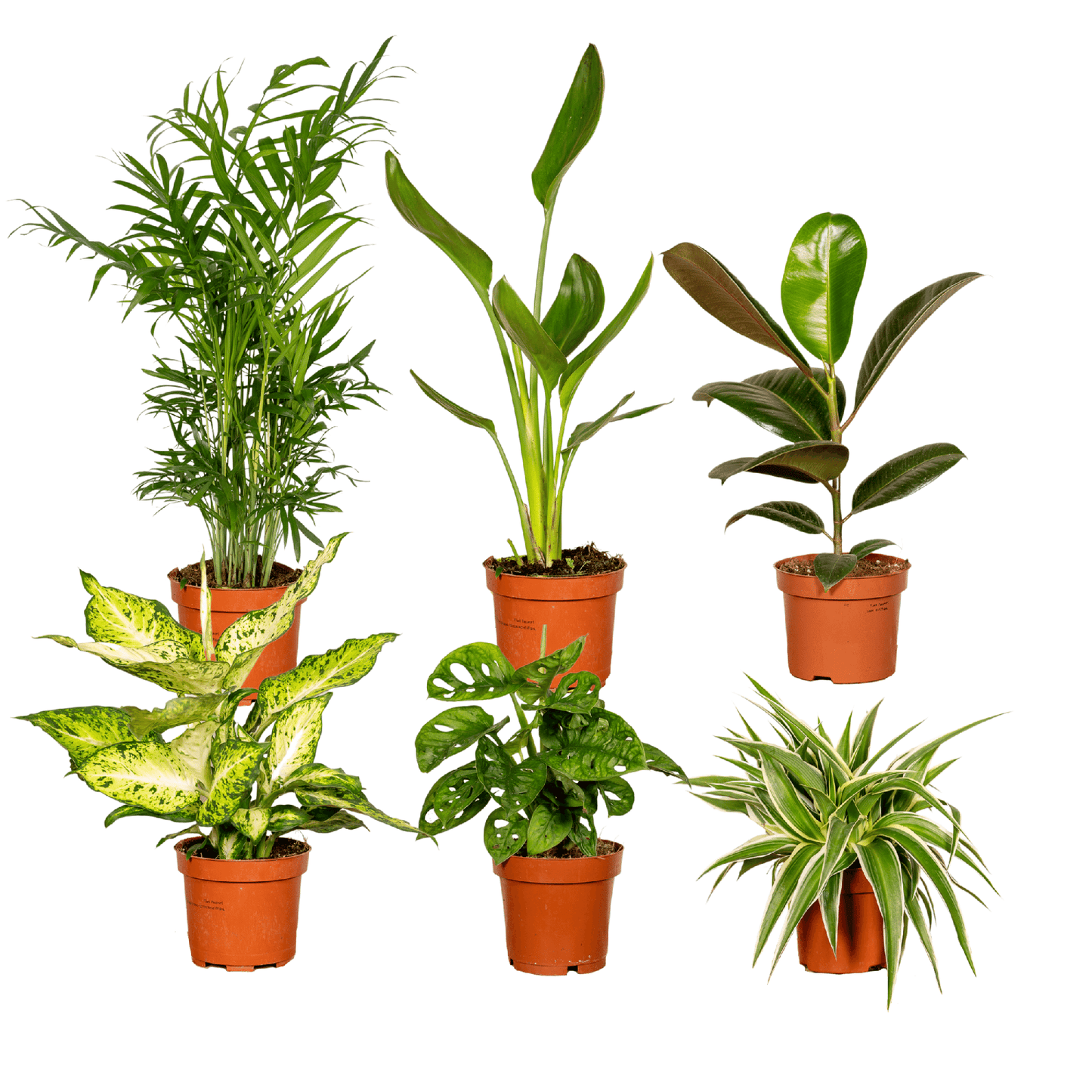 Überraschungsbox - Ø12cm - ↕25cm - x6