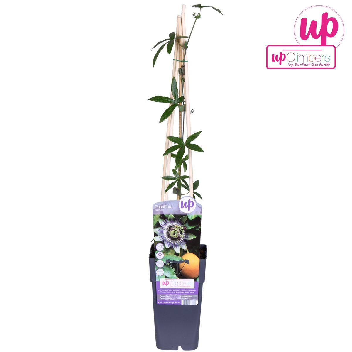 Passiflora Blaue Caerulea – Ø15cm – ↕65cm