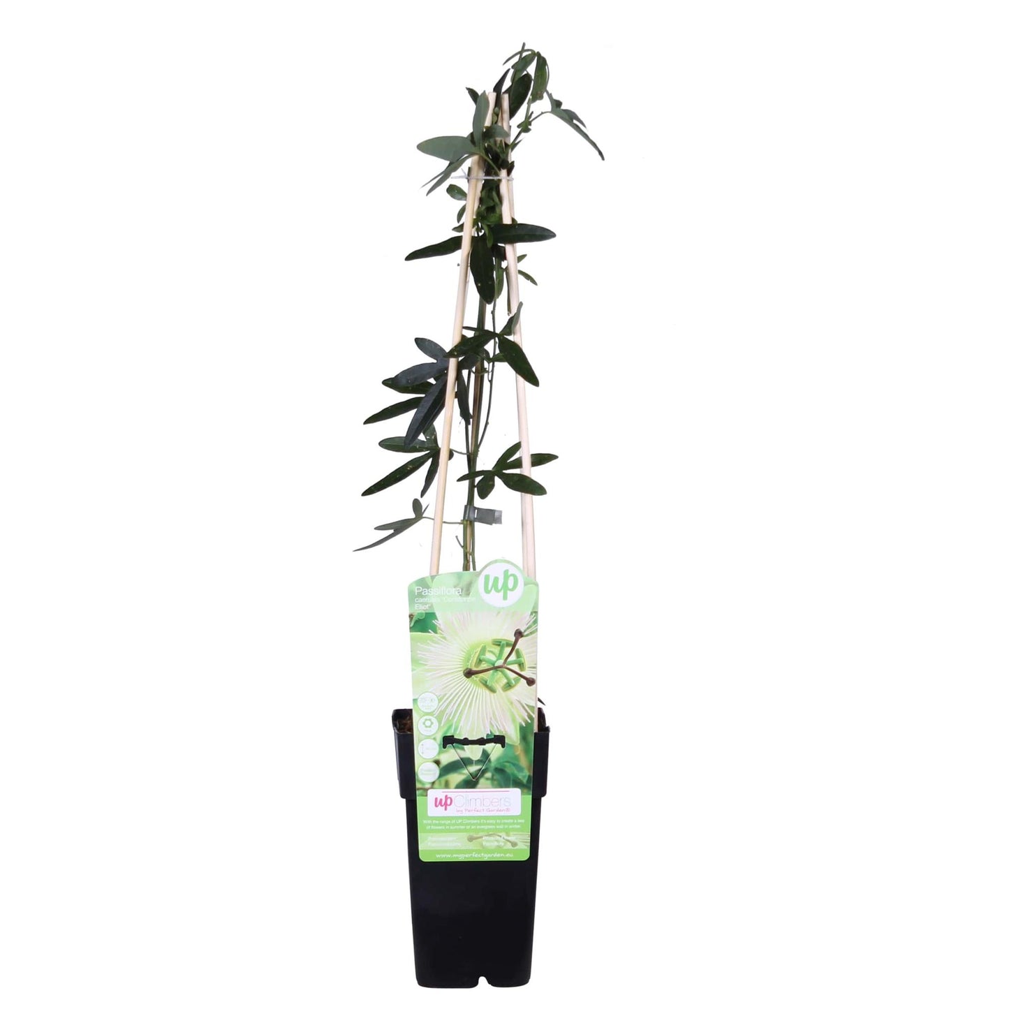 Passiflora weiße Caerulea 'Constance Elliot' - Ø15cm - ↕65cm