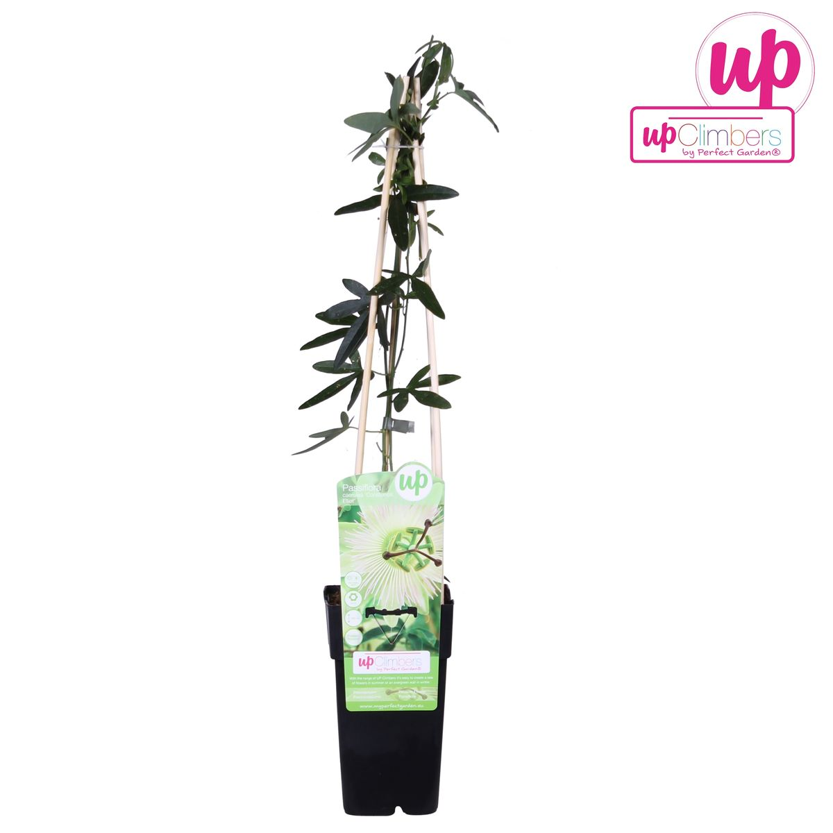 Passiflora weiße Caerulea 'Constance Elliot' - Ø15cm - ↕65cm