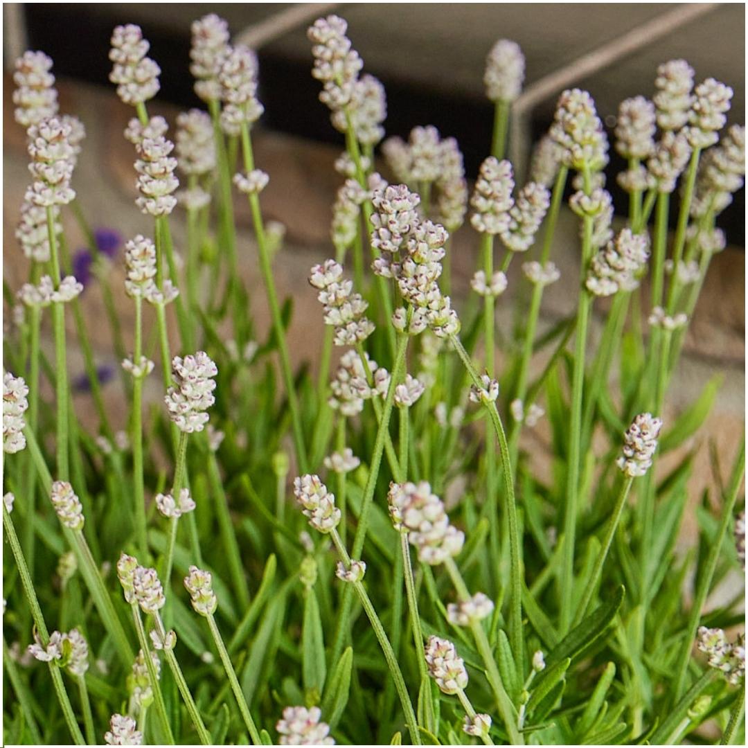 6er-Pack Lavendel angustifolia weiß - 6 x Ø7 cm - ↕15 cm
