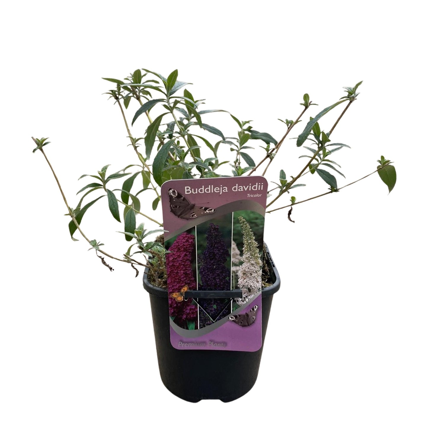 Green boutiQ – Schmetterlingsstrauch – Buddleja davidii Tricolour – Blüte rosa, weiß und violett – 1 Pflanze – Laubabwerfend – Zieht Schmetterlinge an – Topf 17 cm, Höhe 30 cm