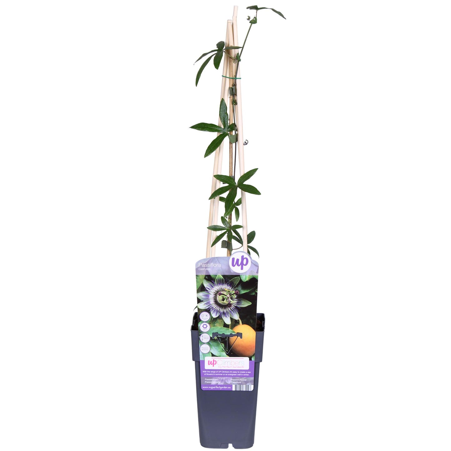 Passiflora Blaue Caerulea – Ø15cm – ↕65cm