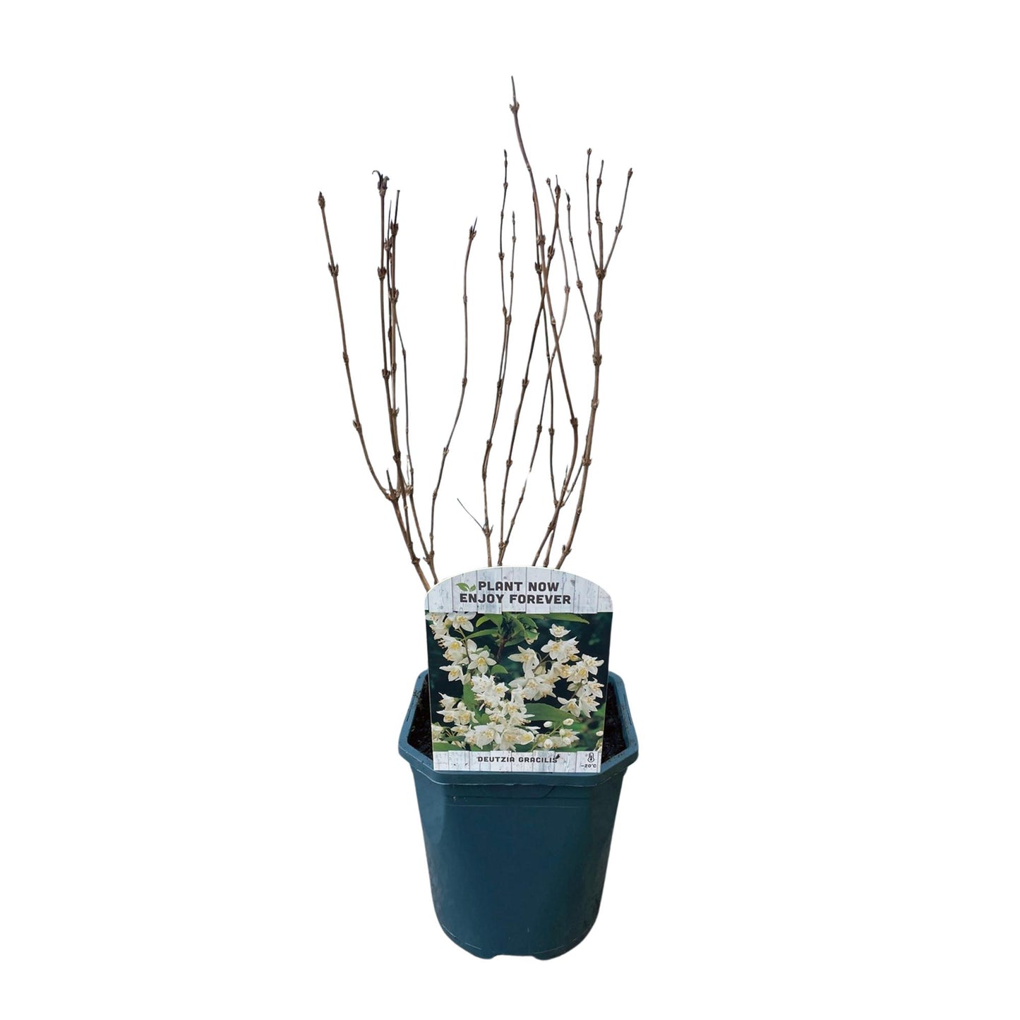 Green boutiQ – Sträucher – Deutzia Gracilis – Blüte weiß – 1 Pflanze – Laubabwerfend – pflegeleicht – Topf 17 cm, Höhe 45 cm