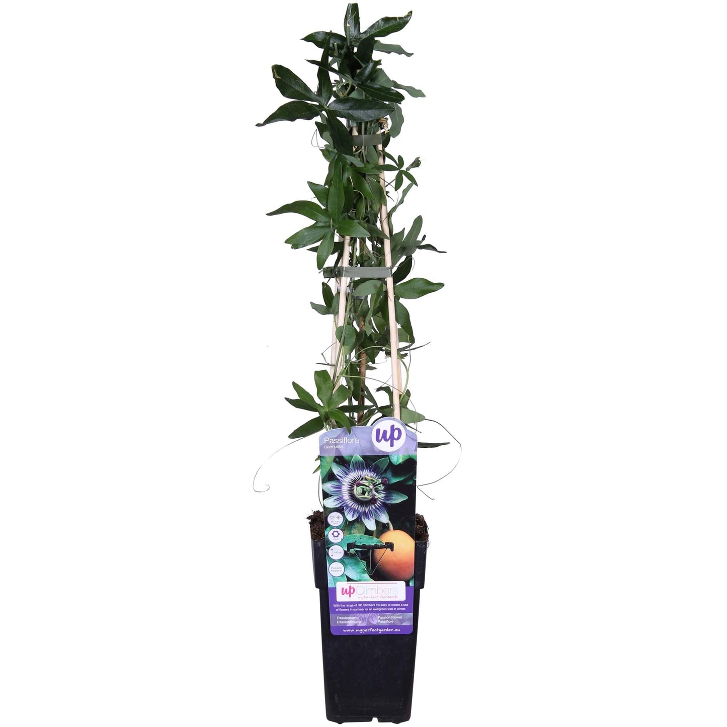 Passiflora Blaue Caerulea – Ø15cm – ↕65cm