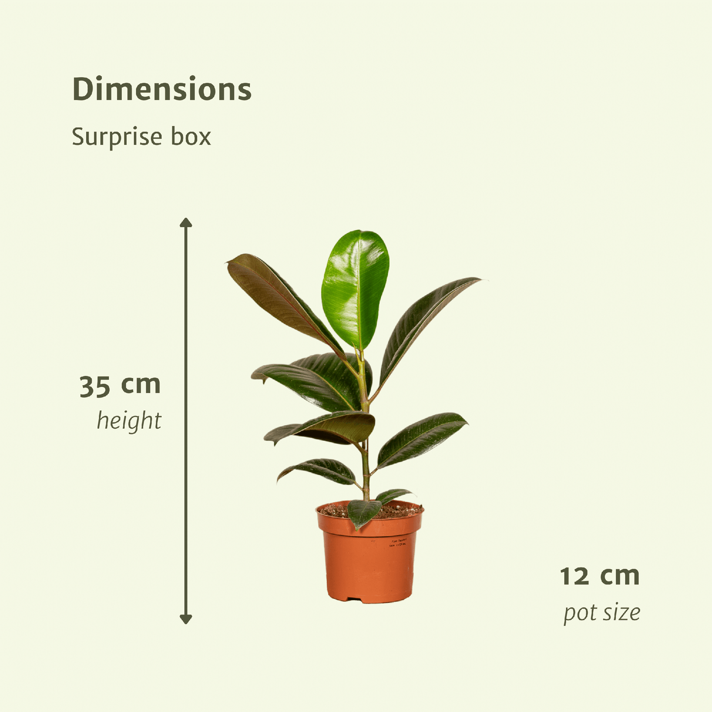 Überraschungsbox - Ø12cm - ↕25cm - x6