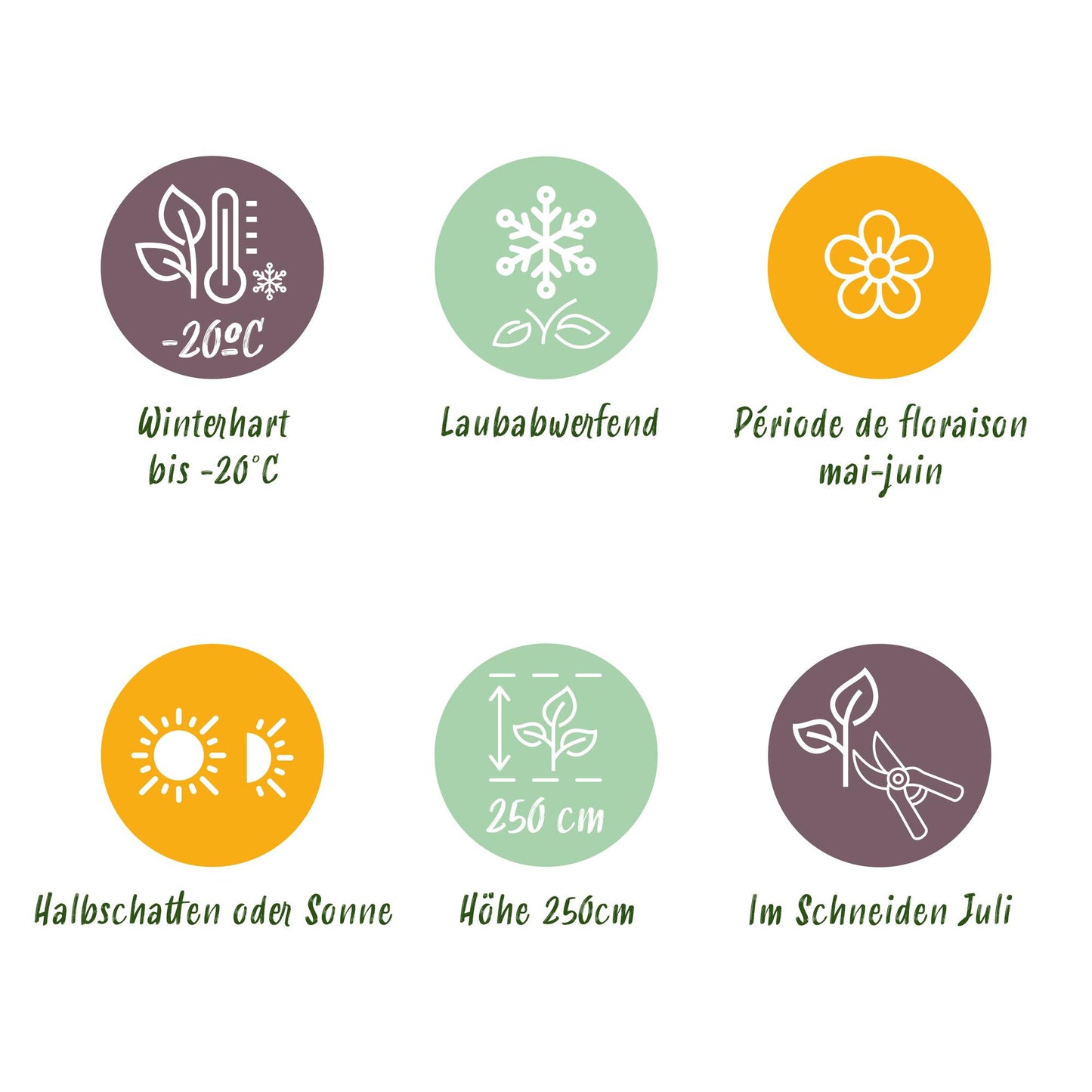 Green boutiQ – Sträucher – Deutzia Gracilis – Blüte weiß – 1 Pflanze – Laubabwerfend – pflegeleicht – Topf 17 cm, Höhe 45 cm