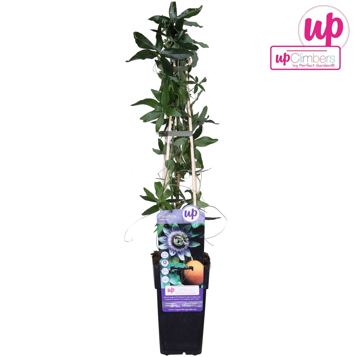 Passiflora Blaue Caerulea – Ø15cm – ↕65cm
