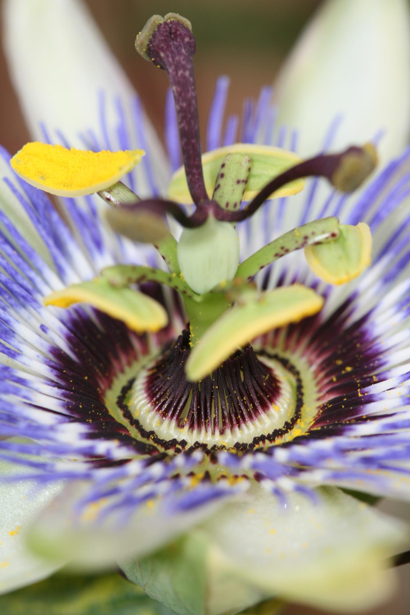 Passiflora Blaue Caerulea – Ø15cm – ↕65cm