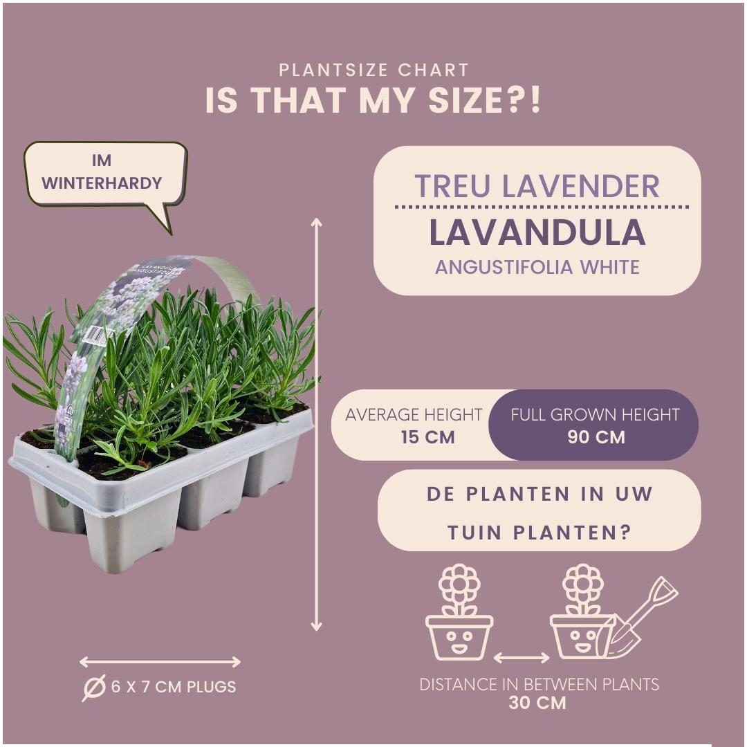 6er-Pack Lavendel angustifolia weiß - 6 x Ø7 cm - ↕15 cm