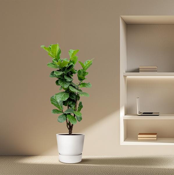 Ficus Lyrata branched - 170cm - Ø32