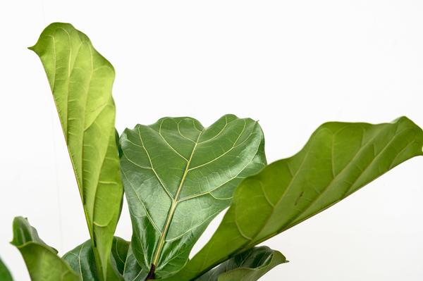 Ficus Lyrata branched XL - 190cm - ø32