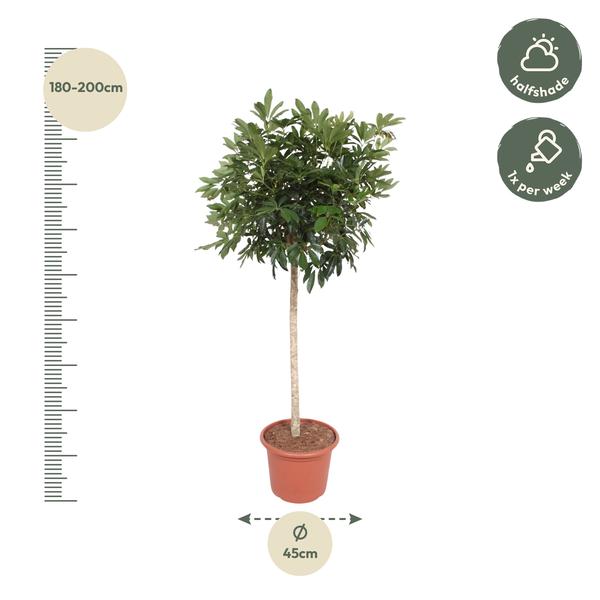 Schefflera Arboricola Compacta tree - 190 cm - ø45