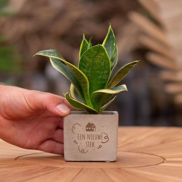 Congreet plantpots + Sansevieria | Een nieuwe stek