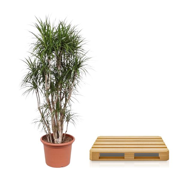 Dracaena Marginata branched - 220 cm - ø40