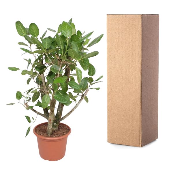 Ficus Benghalensis branched - 140 cm - ø40