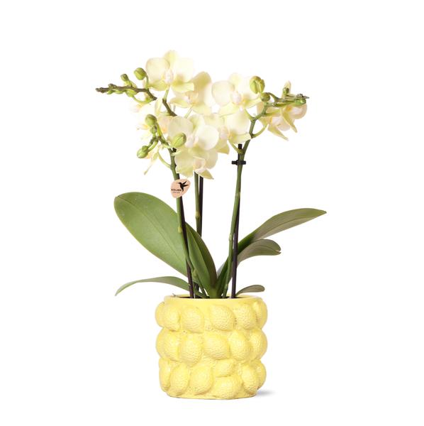 Kolibri-Orchideen | gelbe Phalaenopsis Orchidee - Mexico + Citrus Dekotopf gelb - Topfgröße Ø9cm | blühende Zimmerpflanze - frisch vom Züchter