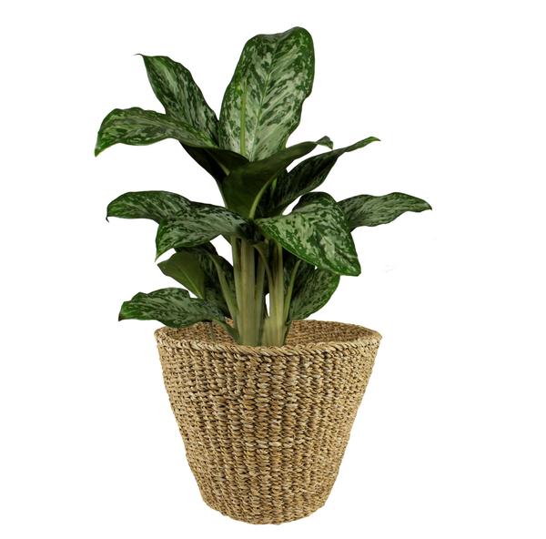 Mand - Lichtbruin - Jip naturel - XL - H31 W37