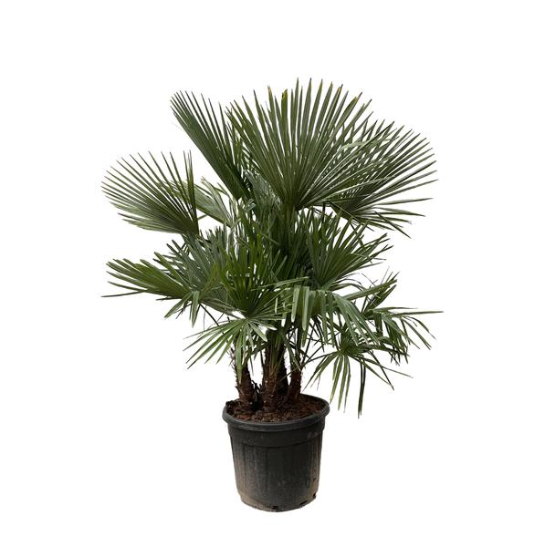Trachycarpus multi trunk - 230cm - Ø50