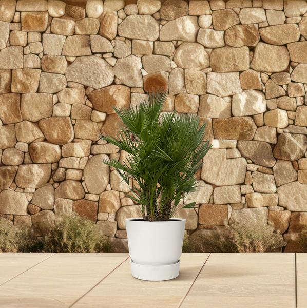 Chamaerops Humilis multi trunk - 180 cm - Ø45cm