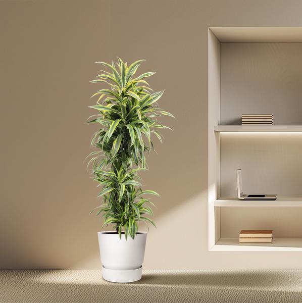 Dracaena Zitrone Limette - 170 cm - ø34