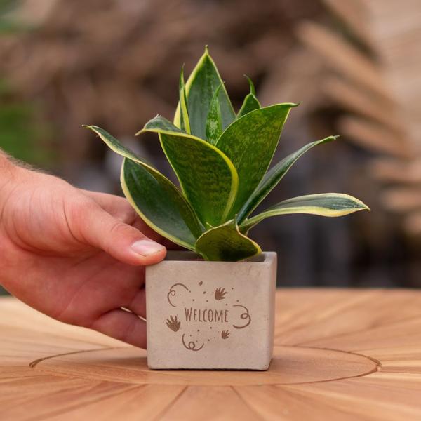 Congreet plantpots + Sansevieria | Welcome