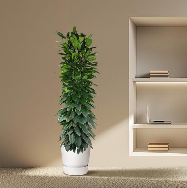 Ficus Cyatistipula column - 200 cm - ø35