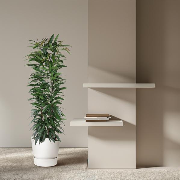 Ficus Alii King column - 150 cm - ø29