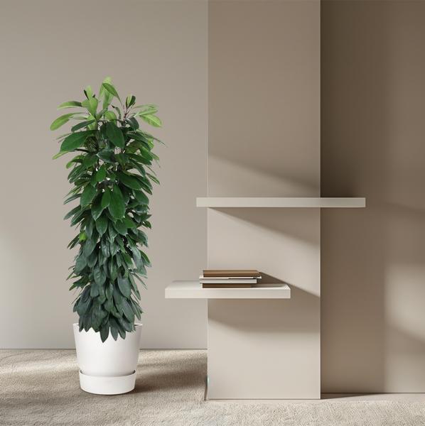 Ficus Cyatistipula column - 150 cm - ø29
