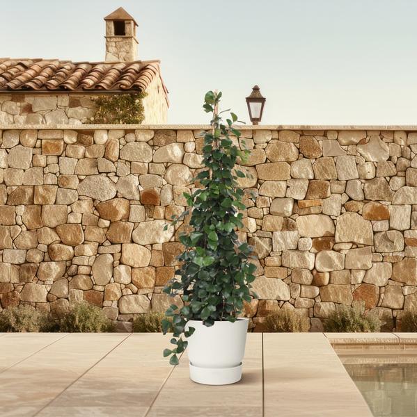 Ficus Trinova Pyramide - 240 cm - ø50