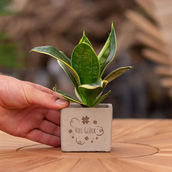 Congreet plantpots + Sansevieria | Viel Glück