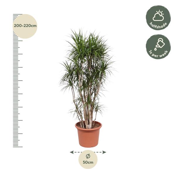Dracaena Marginata branched - 220 cm - ø40
