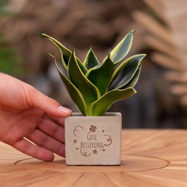 Congreet plantpots + Sansevieria | Gute Besserung