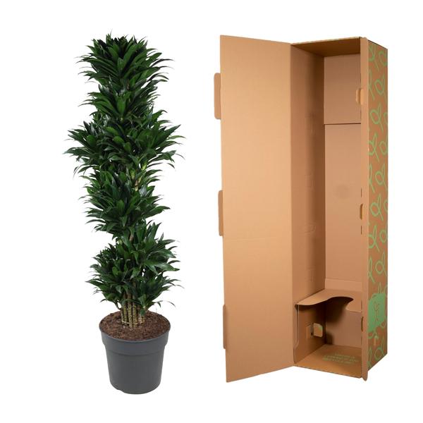 Dracaena Compacta branched - 170 cm - ø34