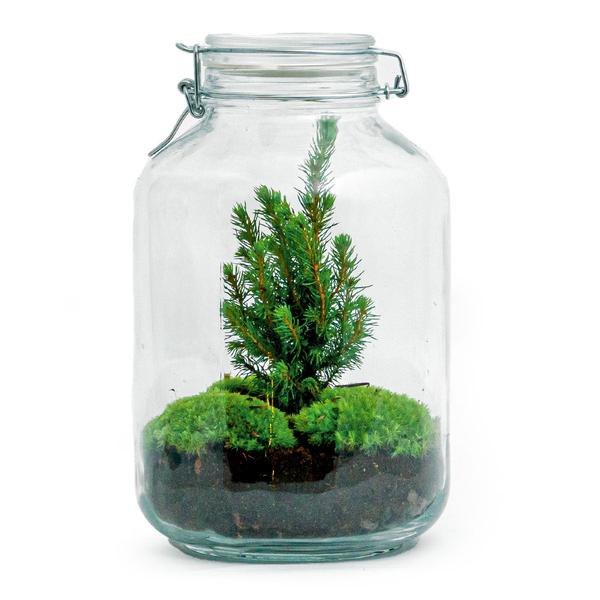 DIY terrarium - Jar Christmas - ↑ 28 cm