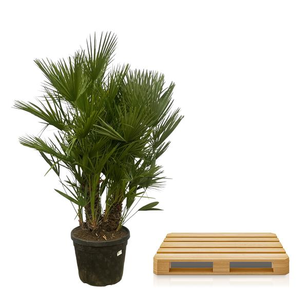 Chamaerops Humilis multi trunk - 180 cm - Ø45cm