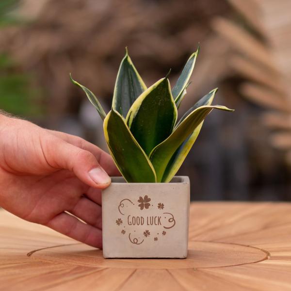 Congreet plantpots + Sansevieria | Good luck