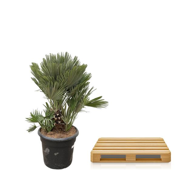 Chamaerops Humilis compact - 120cm - ø45